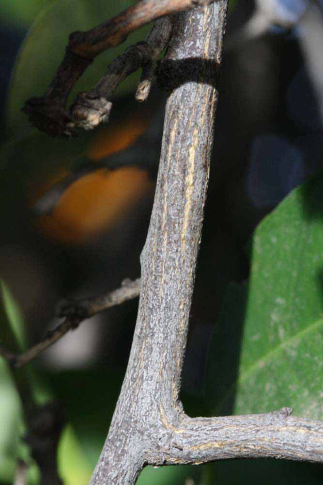              Second - third year twig (Riverside, CA)       